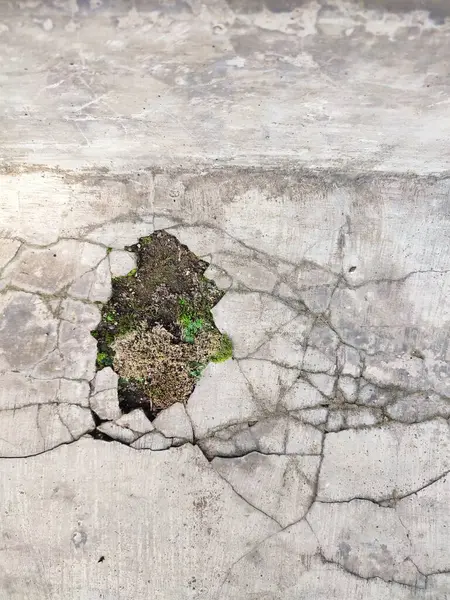 Kırık parçalar yosunla kaplanana kadar duvarlar zarar görür ve kırılır.