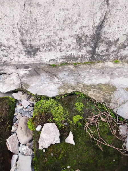 Kırık parçalar yosunla kaplanana kadar duvarlar zarar görür ve kırılır.