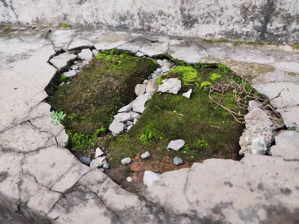 Kırık parçalar yosunla kaplanana kadar duvarlar zarar görür ve kırılır.