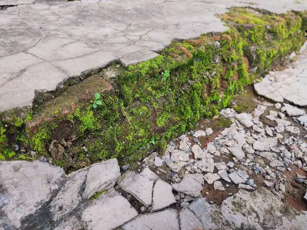 Kırık parçalar yosunla kaplanana kadar duvarlar zarar görür ve kırılır.