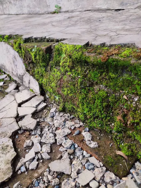 Kırık parçalar yosunla kaplanana kadar duvarlar zarar görür ve kırılır.