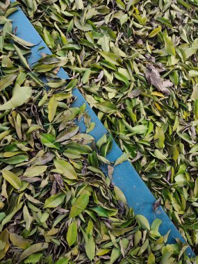 Sonbaharda parktaki düşen yaprakların arka planı