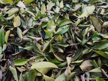 Sonbaharda parktaki düşen yaprakların arka planı