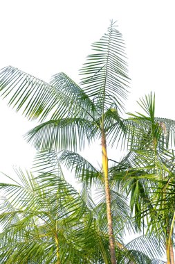 Beyaz arkaplanda palmiye ağaçları