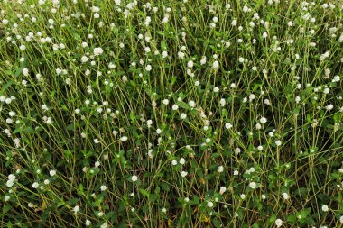 Otlar ve otlar, otlar ve otlar, otlar ve otlar, çimenler ve çiçekler.,