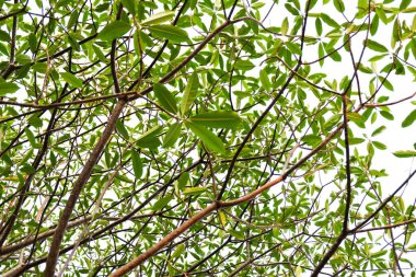 Plumeria ağacının dalları beyaz arkaplanda izole edilmiş