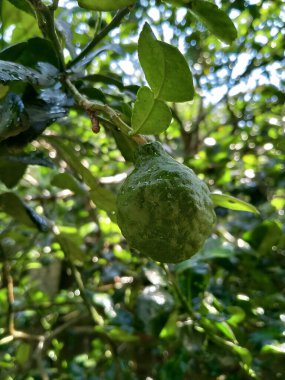 Kaffir kireç ağacında yeşil kireç meyvesi