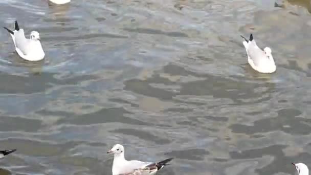 Clos Flock Seagulls Sea — Stock Video