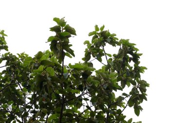 Katı beyaz arkaplanda ağaç dalları ve yapraklar izole edilmiş