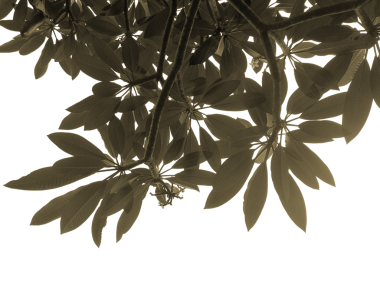 Büyük yapraklı bir ağacın alçak açılı görüntüsü, yapraklar koyu renkli ve gökyüzü beyaz, görüntü siyah ve beyaz.