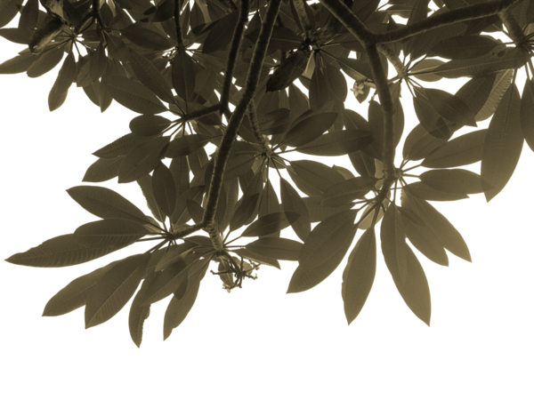 Büyük yapraklı bir ağacın alçak açılı görüntüsü, yapraklar koyu renkli ve gökyüzü beyaz, görüntü siyah ve beyaz.