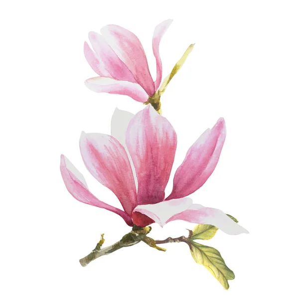 Magnolia Blomma Akvarell Handritad Illustration Isolerad Vit Bakgrund För Utformning — Stockfoto