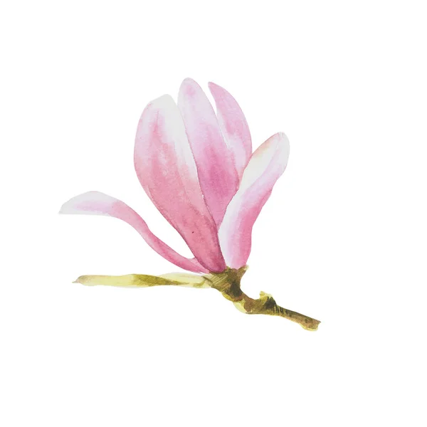 Λουλούδι Μανόλια Υδατογραφία Χειροποίητη Απεικόνιση Που Απομονώνεται Λευκό Φόντο Για — Φωτογραφία Αρχείου