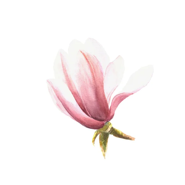 Magnoliová Květinová Akvarel Ručně Kreslené Ilustrace Izolované Bílém Pozadí Pro — Stock fotografie