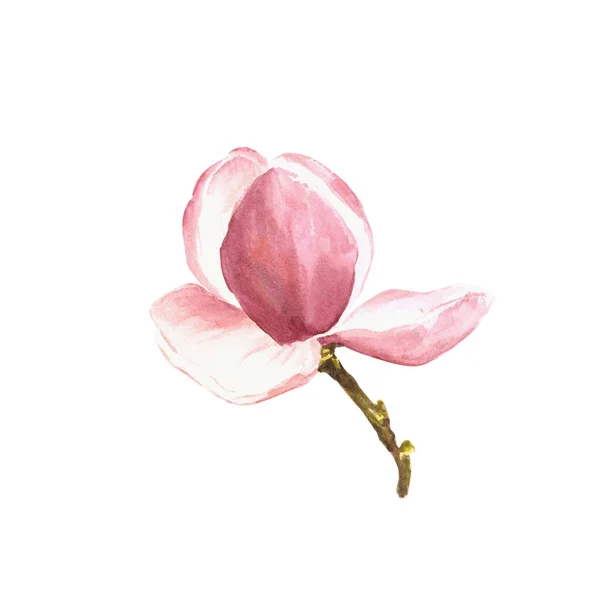 Λουλούδι Μανόλια Υδατογραφία Χειροποίητη Απεικόνιση Που Απομονώνεται Λευκό Φόντο Για — Φωτογραφία Αρχείου