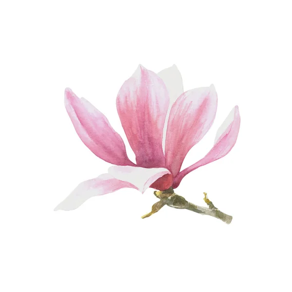 Magnolia Rosa Blomma Akvarell Handritad Illustration Isolerad Vit Bakgrund För — Stockfoto