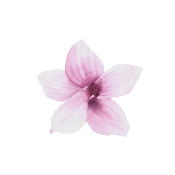 Magnolia Kwiaty Zestaw Akwarela Ilustracja Ręcznie Rysowane Białym Tle Botaniczne — Zdjęcie stockowe