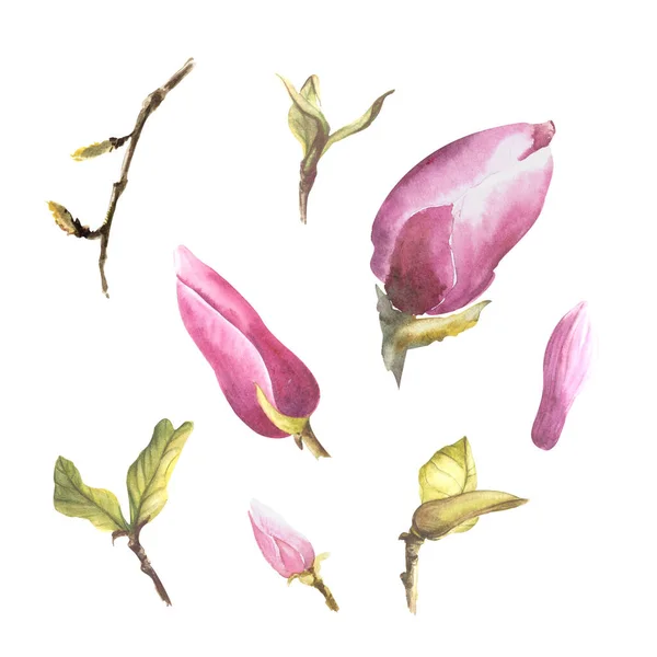 Magnolia Blommor Set Akvarell Illustration Hand Dras Isolerad Vit Bakgrund — Stockfoto