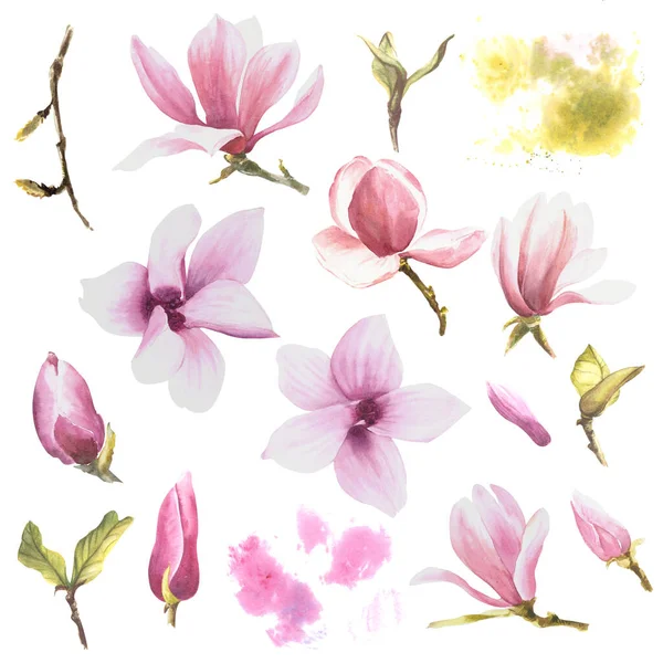 Magnolia Kwiaty Zestaw Akwarela Ilustracja Ręcznie Rysowane Białym Tle Botaniczne — Zdjęcie stockowe