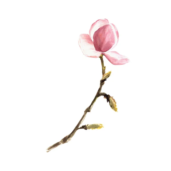 Magnólie Růžová Květina Akvarel Ručně Kreslené Ilustrace Izolované Bílém Pozadí — Stock fotografie