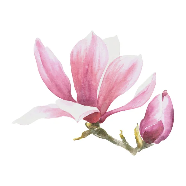 Magnólie Růžová Květina Akvarel Ručně Kreslené Ilustrace Izolované Bílém Pozadí — Stock fotografie