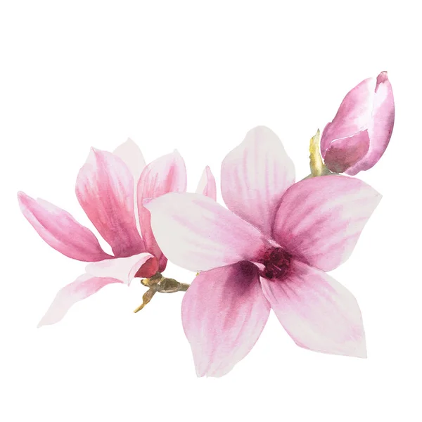 Magnolia Blomma Akvarell Handritad Illustration Isolerad Vit Bakgrund För Utformning — Stockfoto