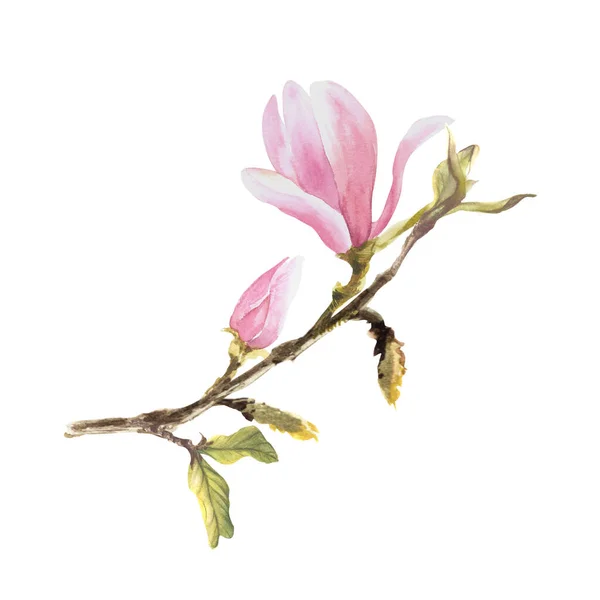 Magnolia Rosa Blomma Akvarell Handritad Illustration Isolerad Vit Bakgrund För — Stockfoto
