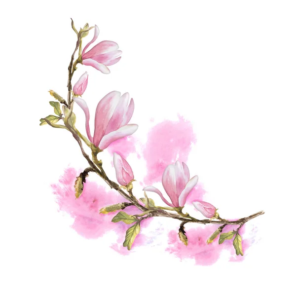 Magnolia Rosa Flor Rama Acuarela Ilustración Dibujada Mano Aislada Sobre —  Fotos de Stock