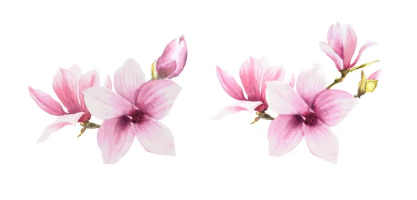 木兰花粉红留下芽枝套件 水彩画在白色背景上孤立的手工绘图说明 周年纪念日 生日贺卡和贴纸的花卉图案 — 图库照片