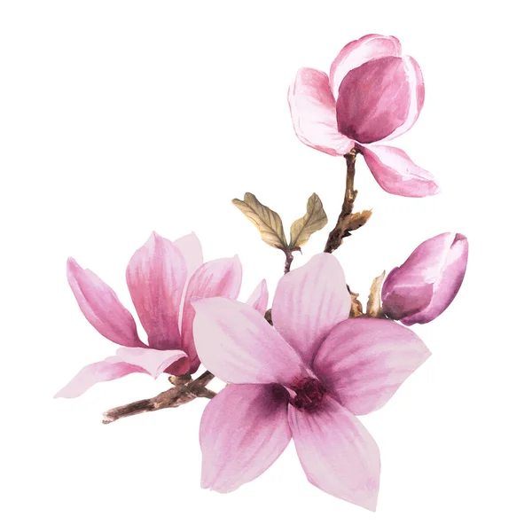Magnolia Ροζ Λουλούδι Αφήνουν Μπουμπούκι Υδατογραφία Χειροποίητη Απεικόνιση Που Απομονώνεται — Φωτογραφία Αρχείου