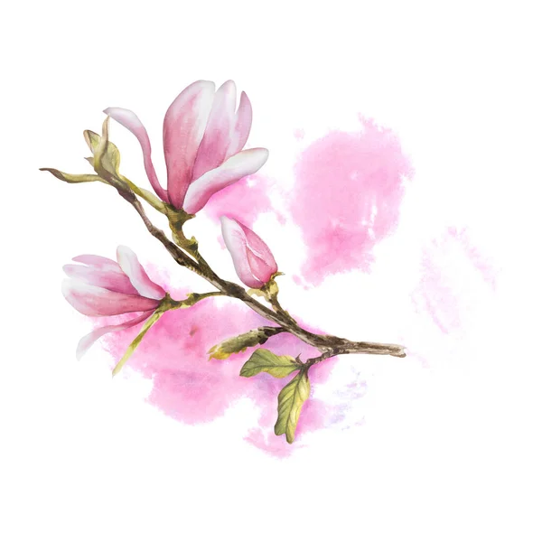 Magnolia Rosa Blomma Bough Akvarell Handritad Illustration Isolerad Vit Bakgrund — Stockfoto