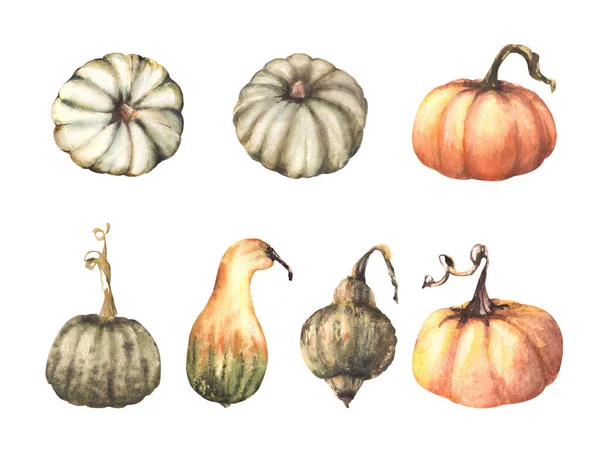 Conjunto Calabazas Maduras Diferentes Colores Cosecha Otoño Verduras Ilustración Acuarela —  Fotos de Stock