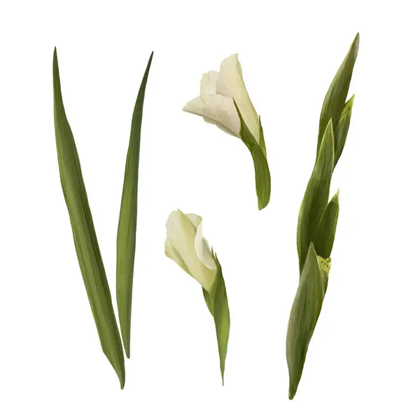 Watercolor Gladioluses Plant Hand Drawn Digital Floral Illustration Set Flowers — Stock Photo, Image
