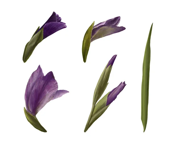 Akvarel Gladioly Rostlina Ručně Kreslené Digitální Květinové Ilustrace Sada Květin — Stock fotografie