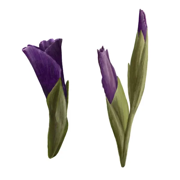 Akvarel Gladioly Rostlina Ručně Kreslené Digitální Květinové Ilustrace Sada Květin — Stock fotografie