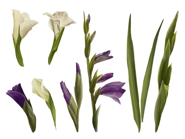Akvarell Gladioluses Handritad Digital Blommig Illustration Uppsättning Blommor Knoppar Och — Stockfoto