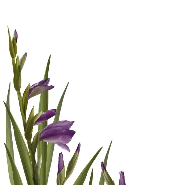 Vodnářské Gladioly Rostlina Květinový Rám Fialovými Květy Poupaty Listy Ručně — Stock fotografie