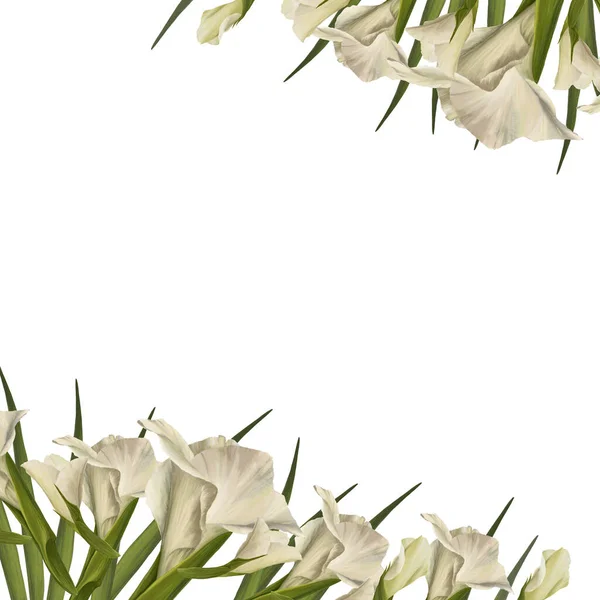Акварельные Гладиолусы Цветочный Баннер Рамка Белыми Цветами Бутонами Листьями Ботанический — стоковое фото