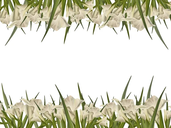 Watercolor gladioluses. Floral square banner with white flowers, buds and leaves Hand painted isolated illustration on white background. Botanical design for wedding, invitations and greeting cards