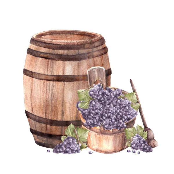 Wine barrel and winemaking harvest, wooden basket, crusher, bunches of grapes, grapevine Watercolor hand draw Illustration isolated on white background for your label winemaking print, menu, wine list