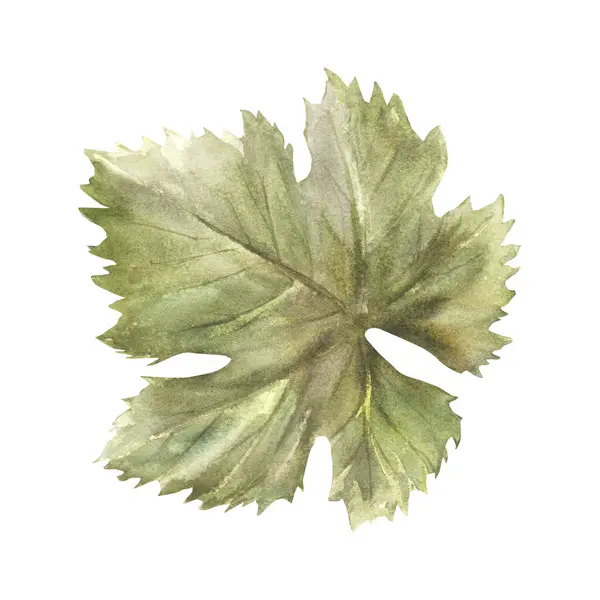 Akvarell Grönt Blad Druva Handmålade Illustration Isolerad Vit Bakgrund Plantera — Stockfoto