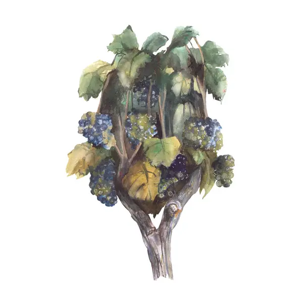 Vinranka Buske Träd Akvarell Illustration Vinodlingar För Vinframställning Med Tvinnade — Stockfoto