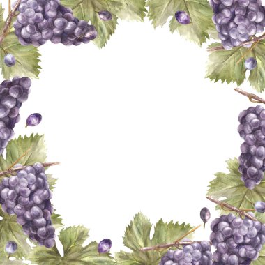 Suluboya kare demet mavi üzüm, yapraklar ve böğürtlen. Grapevine etiket el yapımı resimli kart tasarımı, şarap listesi, davetiye, restoran, bar baskısı. Beyaz arkaplanda izole