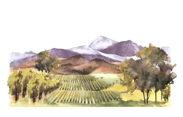 Watercolor landscape with grape fields, vineyards, bushes, trees, grape plant. hills and mountains. Rural landscape, winemaking farm. Hand draw watercolor illustration isolated on white background.