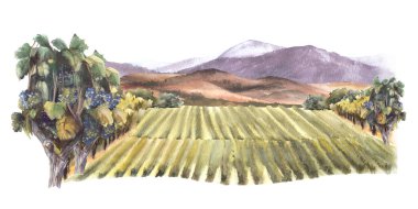 Üzüm tarlaları, üzüm bağları, çalılar, ağaçlar, üzüm bitkileri, tepeler ve dağlarla suluboya manzarası. Kırsal manzara, şarap imalatı etiketi. El çizimi suluboya çizimi beyaz arkaplanda izole edilmiş. 