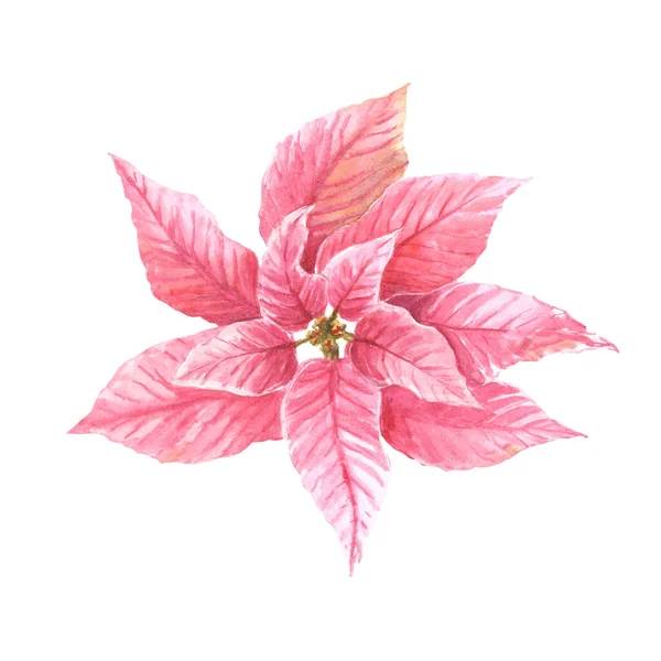 Acuarela Mano Dibujar Puntas Color Rosa Flores Pulcherrima Hojas Planta —  Fotos de Stock