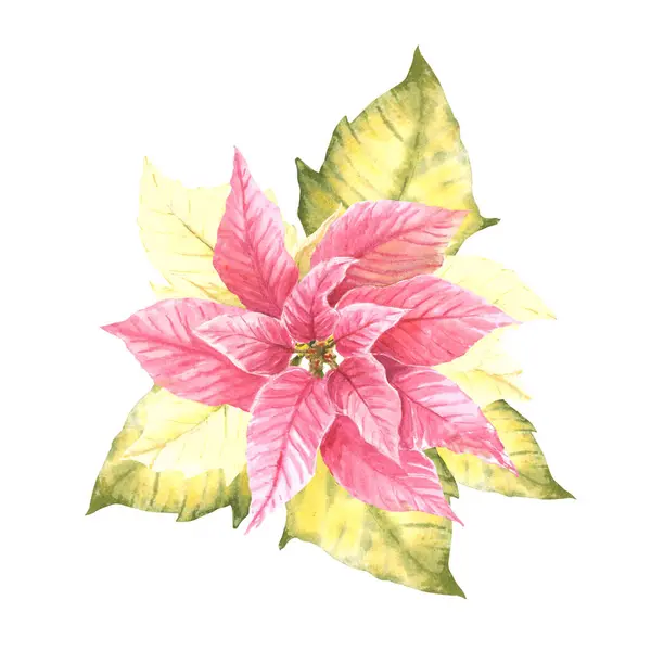 Akvarell Hand Rita Rosa Julstjärna Pulcherrima Blommor Och Blad Traditionell — Stockfoto