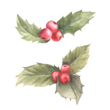 Suluboya boyalı dallar kutsal yapraklar ve kırmızı böğürtlenler. İllüzyon. Kart tasarımınız için Noel ve Yeni Yıl bitkisi sembolü, kış tatili kutlama dekorasyonu, beyaz arka planda izole edilmiş baskı