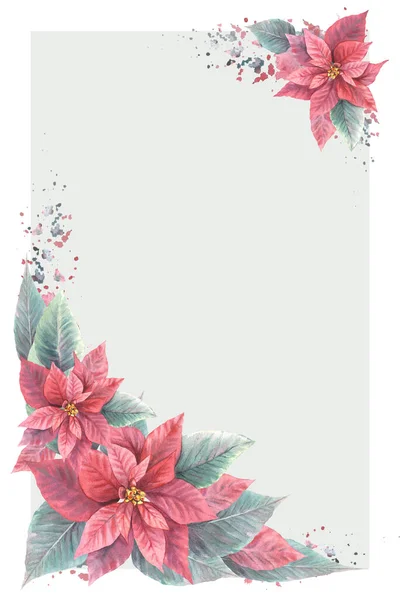 Akvarel Malované Karty Červené Poinsettia Pulcherrima Květiny Listy Cákancemi Tradiční — Stock fotografie