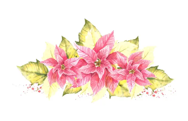 Akvarell Målade Kompositioner Från Rosa Julstjärna Pulcherrima Blommor Blad Med — Stockfoto